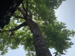 -SUSU·苏苏(四合院创始店)