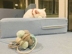 -有猫主题·治愈系猫咖(曾厝垵店)