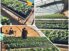 -甜心庄园·甜心草莓采摘园(西青中北店)