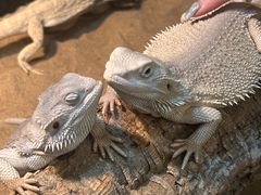 -FAIRYLAND龙族星球主题餐厅(凯丹广场店)