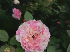 -松雅轩商务婚礼生日(同和店)