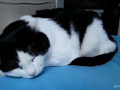android_upload_pic-Anne猫窝咖啡屋