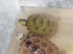 -清平路水族市场