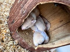 -怪兽屋·羊驼·猫咖·狗咖(俊华广场店)