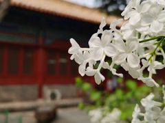 -北京市劳动人民文化宫(太庙)