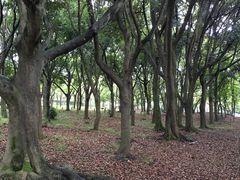 -汉拿树木园
