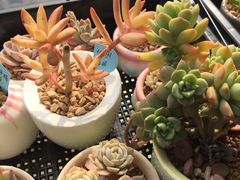 -双季花艺园艺市场(浦东店)