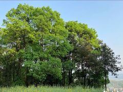 -铁山坪森林公园