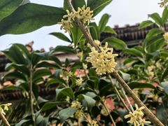 -北京市劳动人民文化宫(太庙)