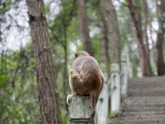 -黔灵山公园