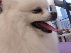 -怪兽屋·羊驼·猫咖·狗咖(俊华广场店)