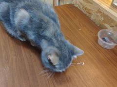 -猫色咖啡·猫咖