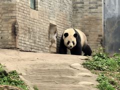 -都江堰中华大熊猫苑