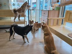 -南京Hallo宠物乐园·哈罗犬舍·柴犬繁育基地