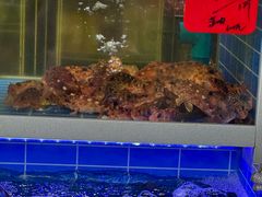 -金海湾海鲜排档(朱家尖店)