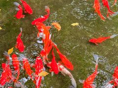 -野蔓果·山野菜(西湖景区·龙井茶田店)