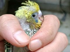 -陈胖子特色菜.鲜货现炒(融景城店)