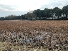 -荷塘月色湿地公园·向阳花洲