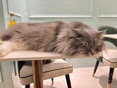 -安格丽娜·狗咖·猫咖羊驼咖(春熙路百盛商场店)