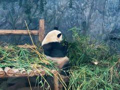 -深圳野生动物园
