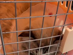 -宠福鑫康馨动物医院·骨科·眼科