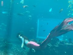 -海棠湾洲际-涛·海底餐厅·美人鱼·自助餐·海底隧道