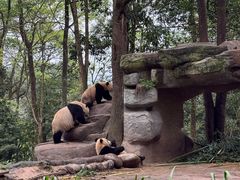 -中国大熊猫保护研究中心雅安碧峰峡基地