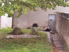-卧龙中华大熊猫苑神树坪基地