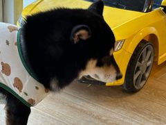 -南京Hallo宠物乐园·哈罗犬舍·柴犬繁育基地