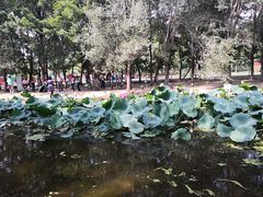 -长白岛森林公园