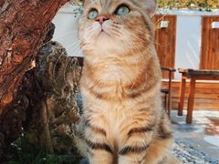 -喵屿·大理花园猫咖