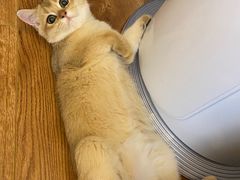 -东方名猫馆·英短金渐层布偶猫舍(环线广场1号楼店)