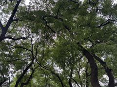 -北京国子监胡同
