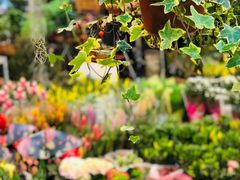 -双季花艺园艺市场(浦东店)