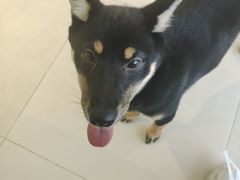 -怪兽屋·羊驼·猫咖·狗咖(俊华广场店)