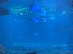 -石家庄海洋公园