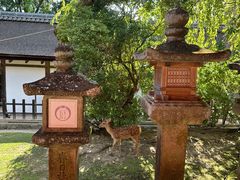 -奈良公园