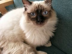 -喵屿·大理花园猫咖