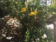 -墨尔本皇家植物园