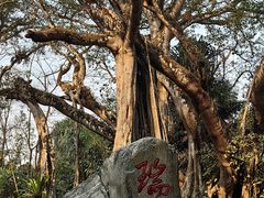 -瑞丽独树成林风景区