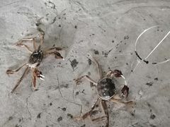 -会江钓鱼钓虾烧烤场