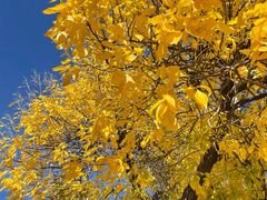 -北京西山国家森林公园