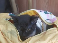 -宠福鑫动物医院(望京分院)