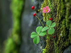 -上海佘山国家森林公园天马山园