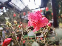 -惠山古镇·寄畅园