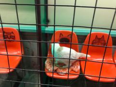 -猫咪博物馆(顶澳仔猫街店)