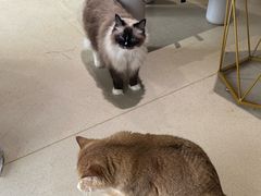 -藏猫猫咖啡主题馆(中央大道店)