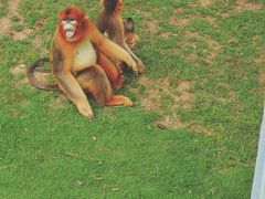 -西霞口神雕山野生动物世界