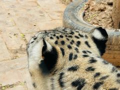 -青藏高原野生动物园