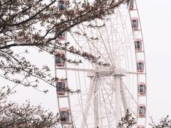 -顾村公园